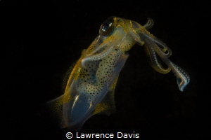Squid, during night Dive by Lawrence Davis 